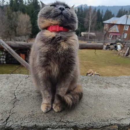 лозованя